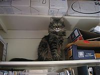 Fauna & Flora: hiding cat