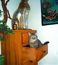 TopRq.com search results: hiding cat