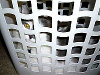 TopRq.com search results: hiding cat