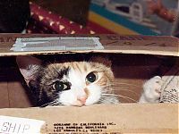 Fauna & Flora: hiding cat