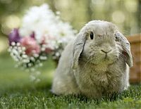 Fauna & Flora: cute bunny rabbit