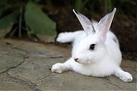 Fauna & Flora: cute bunny rabbit