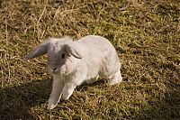 Fauna & Flora: cute bunny rabbit