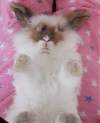 Fauna & Flora: cute bunny rabbit