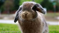 Fauna & Flora: cute bunny rabbit