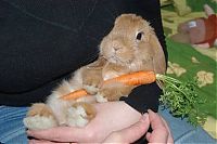 Fauna & Flora: cute bunny rabbit