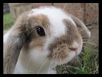 Fauna & Flora: cute bunny rabbit