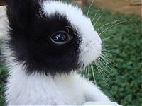 Fauna & Flora: cute bunny rabbit