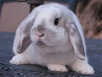 Fauna & Flora: cute bunny rabbit