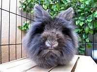 Fauna & Flora: cute bunny rabbit