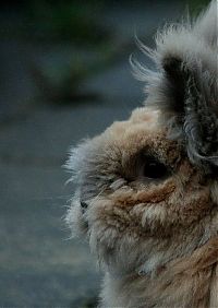 Fauna & Flora: cute bunny rabbit