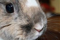 Fauna & Flora: cute bunny rabbit