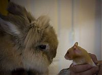 Fauna & Flora: cute bunny rabbit