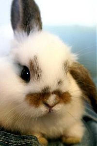 Fauna & Flora: cute bunny rabbit