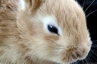 Fauna & Flora: cute bunny rabbit