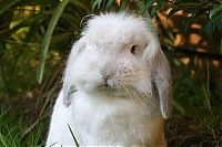 Fauna & Flora: cute bunny rabbit