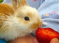 Fauna & Flora: cute bunny rabbit