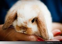 Fauna & Flora: cute bunny rabbit