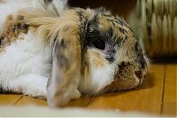 Fauna & Flora: cute bunny rabbit
