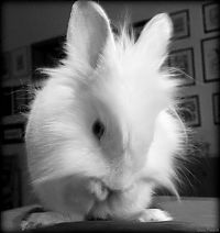 Fauna & Flora: cute bunny rabbit