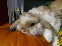 Fauna & Flora: cute bunny rabbit