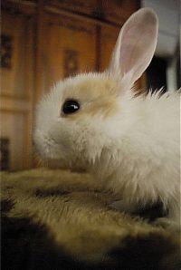 Fauna & Flora: cute bunny rabbit