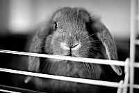 Fauna & Flora: cute bunny rabbit