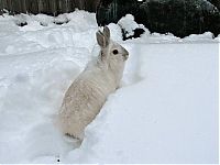 Fauna & Flora: cute bunny rabbit