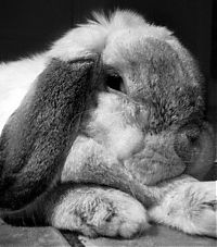 Fauna & Flora: cute bunny rabbit