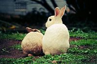 Fauna & Flora: cute bunny rabbit