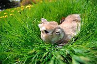 Fauna & Flora: cute bunny rabbit