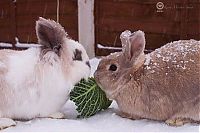 Fauna & Flora: cute bunny rabbit