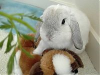 Fauna & Flora: cute bunny rabbit