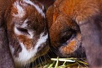 Fauna & Flora: cute bunny rabbit