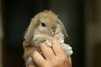 Fauna & Flora: cute bunny rabbit