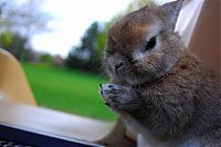 Fauna & Flora: cute bunny rabbit