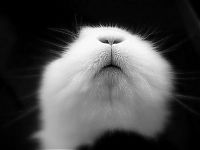 Fauna & Flora: cute bunny rabbit