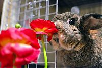 Fauna & Flora: cute bunny rabbit