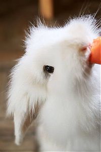 Fauna & Flora: cute bunny rabbit