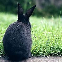 Fauna & Flora: cute bunny rabbit