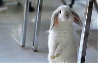 Fauna & Flora: cute bunny rabbit