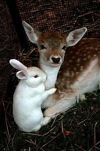 Fauna & Flora: cute bunny rabbit