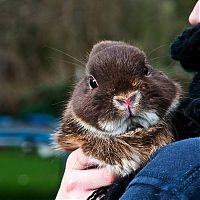 Fauna & Flora: cute bunny rabbit