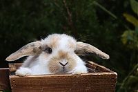 Fauna & Flora: cute bunny rabbit