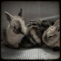 Fauna & Flora: cute bunny rabbit