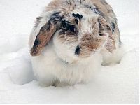 Fauna & Flora: cute bunny rabbit