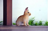 Fauna & Flora: cute bunny rabbit