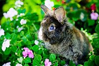 Fauna & Flora: cute bunny rabbit