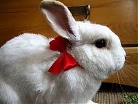 Fauna & Flora: cute bunny rabbit