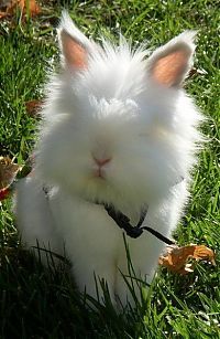 Fauna & Flora: cute bunny rabbit